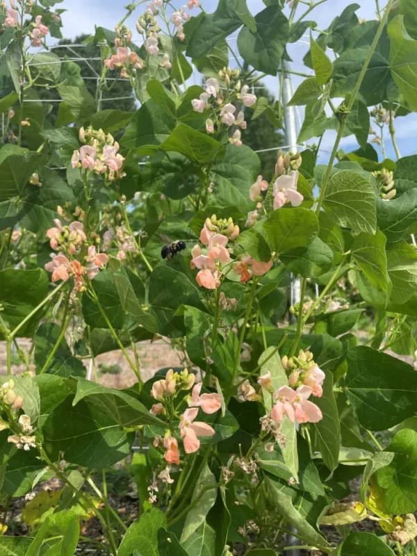 Prolific Sunset Runner Bean flowers are visited by a bumble bee.