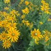 Green Eyes rudbeckia plants photographed in a field in OH.