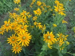 Green Eyes rudbeckia plants photographed in a field in OH.