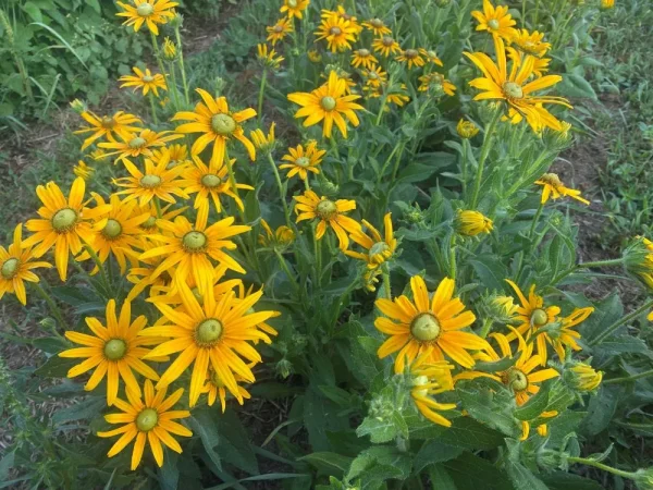 Green Eyes rudbeckia plants photographed in a field in OH.