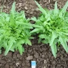 Two Italienischer lettuce plants photographed at full maturity in the field.