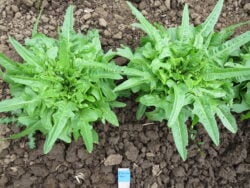 Two Italienischer lettuce plants photographed at full maturity in the field.