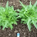 Lettuce Seeds, Italienischer