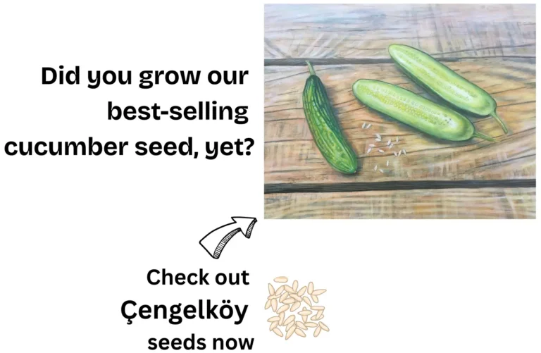 Did you try our Cengelkoy cucumber seeds?