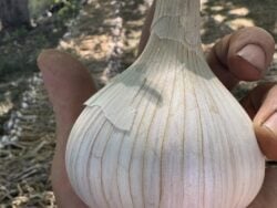 Marbled Stripe garlic photographed in farmer Sasha Moghadam's hand