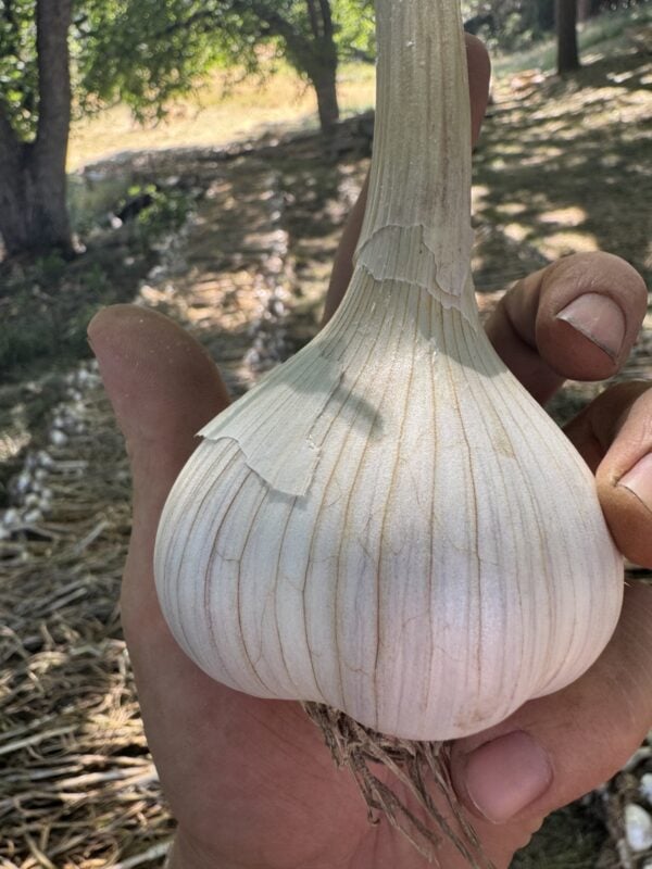 Marbled Stripe garlic photographed in farmer Sasha Moghadam's hand