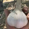 Marbled Stripe garlic photographed in farmer Sasha Moghadam's hand