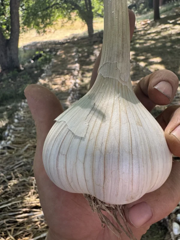 Marbled Stripe garlic photographed in farmer Sasha Moghadam's hand