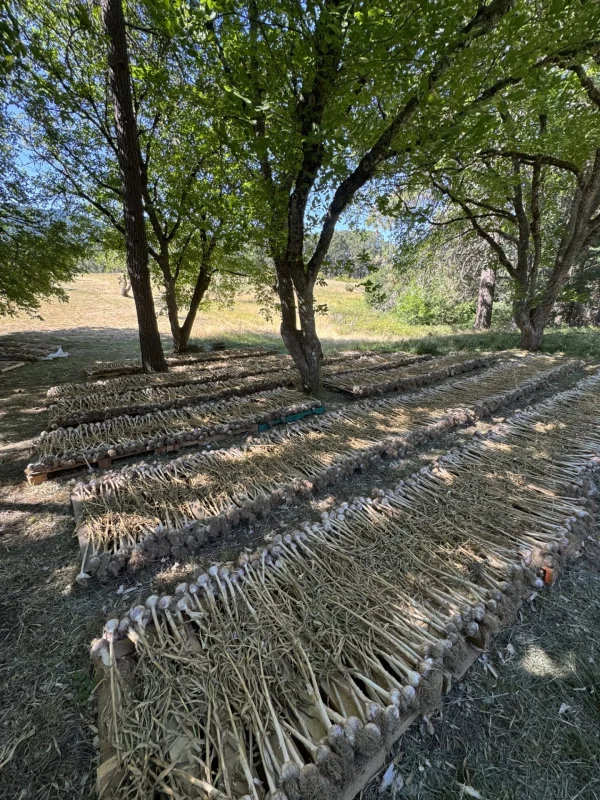 Garlic bulbs curing after harvest