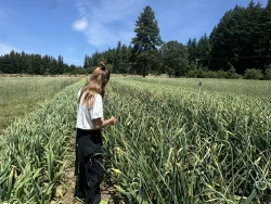 Garlic is growing on the Husum, WA, farm