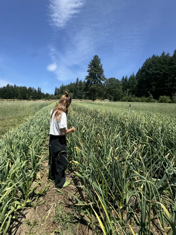 Garlic is growing on the Husum, WA, farm