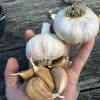 Moghadam rocambole garlic cloves