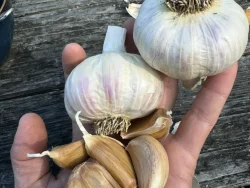 Moghadam rocambole garlic cloves