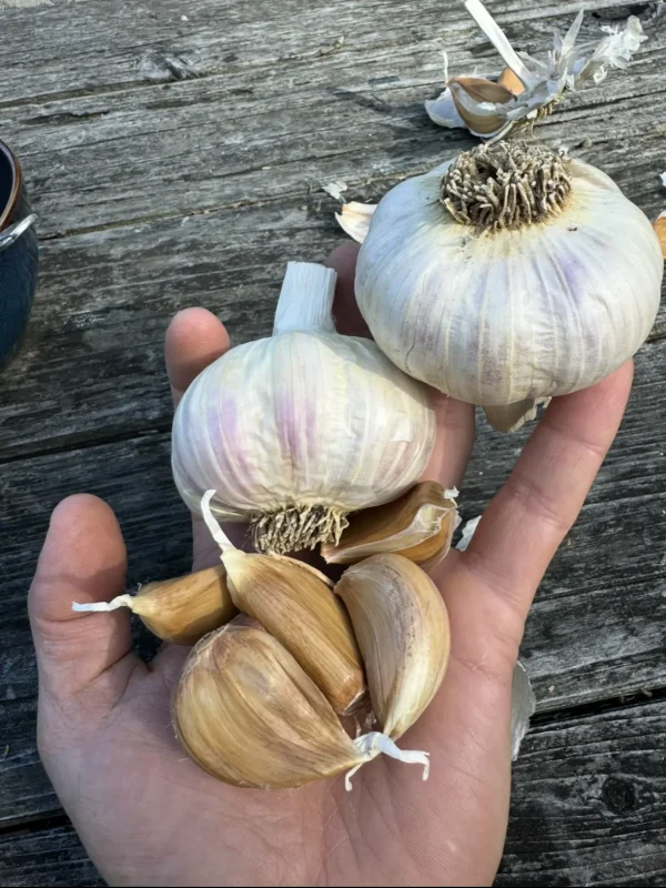 Moghadam rocambole garlic cloves