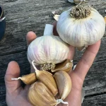 Garlic Bulbs, Moghadam Rocambole