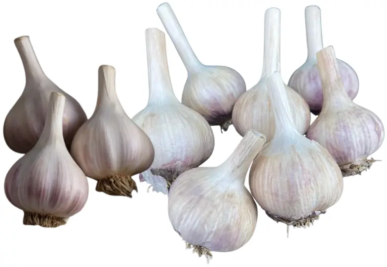 Garlic bulbs