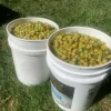 Two buckets filled with Coyote cherry tomatoes