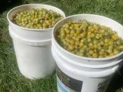 Two buckets filled with Coyote cherry tomatoes