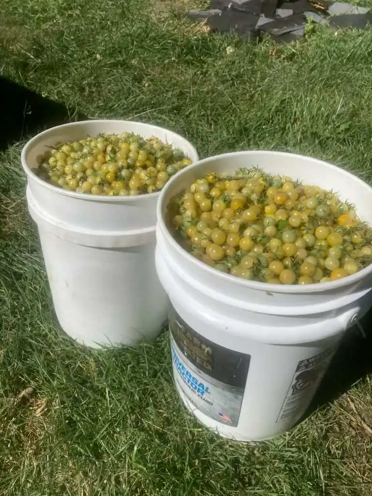 Two buckets filled with Coyote cherry tomatoes