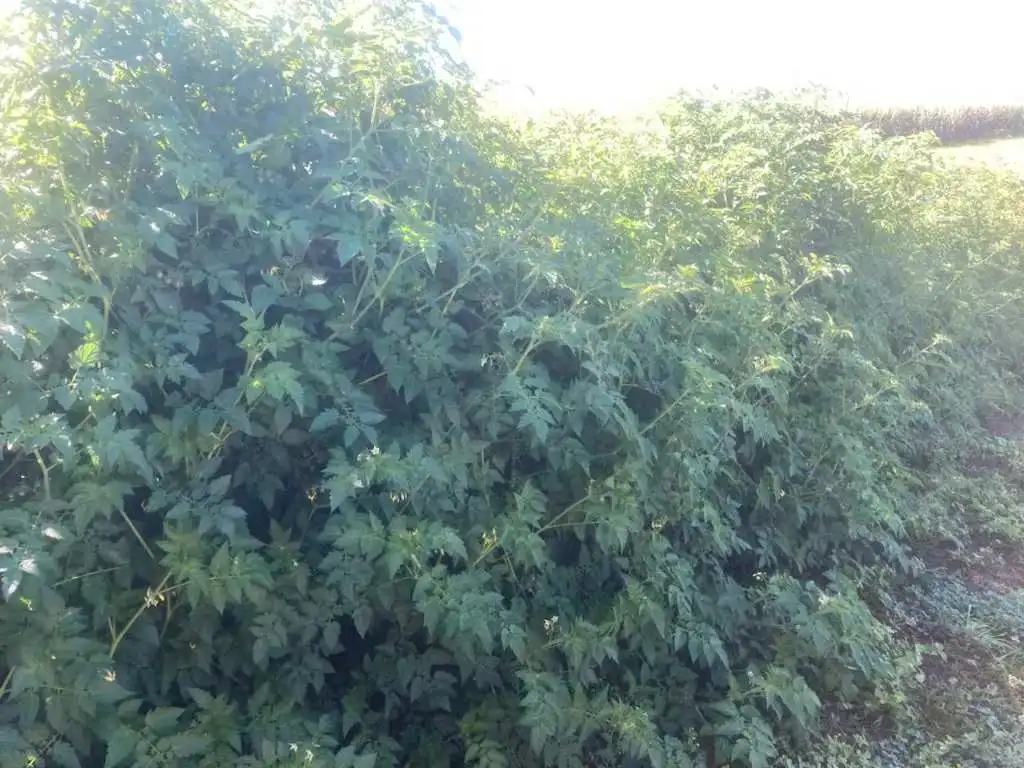 Tomato Seeds, Coyote - Image 2