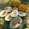 Sliced Kırkağaç 589 melons on grassy surface.