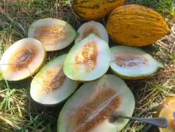 Sliced Kırkağaç 589 melons on grassy surface.