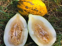 Yellow melon with cut halves displayed