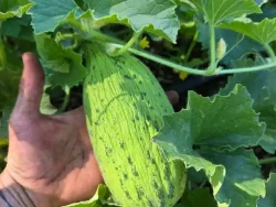 Unripe melon on the vine