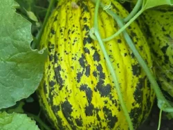 Ripening melon on the vine