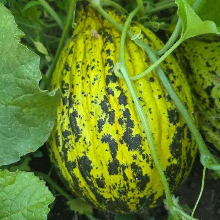 Ripening melon on the vine