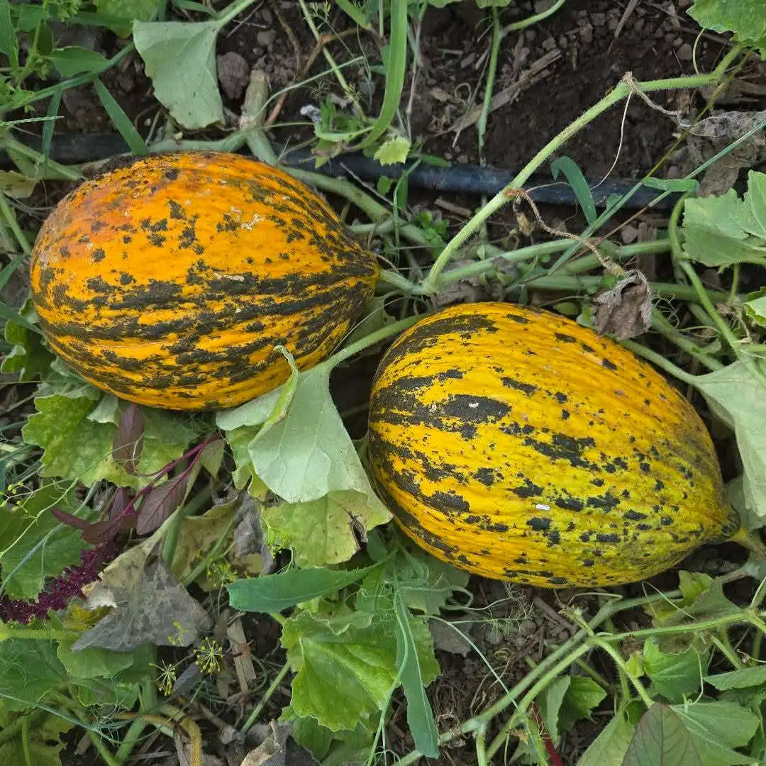 Melon Seeds, Kırkağaç 589 - Image 5