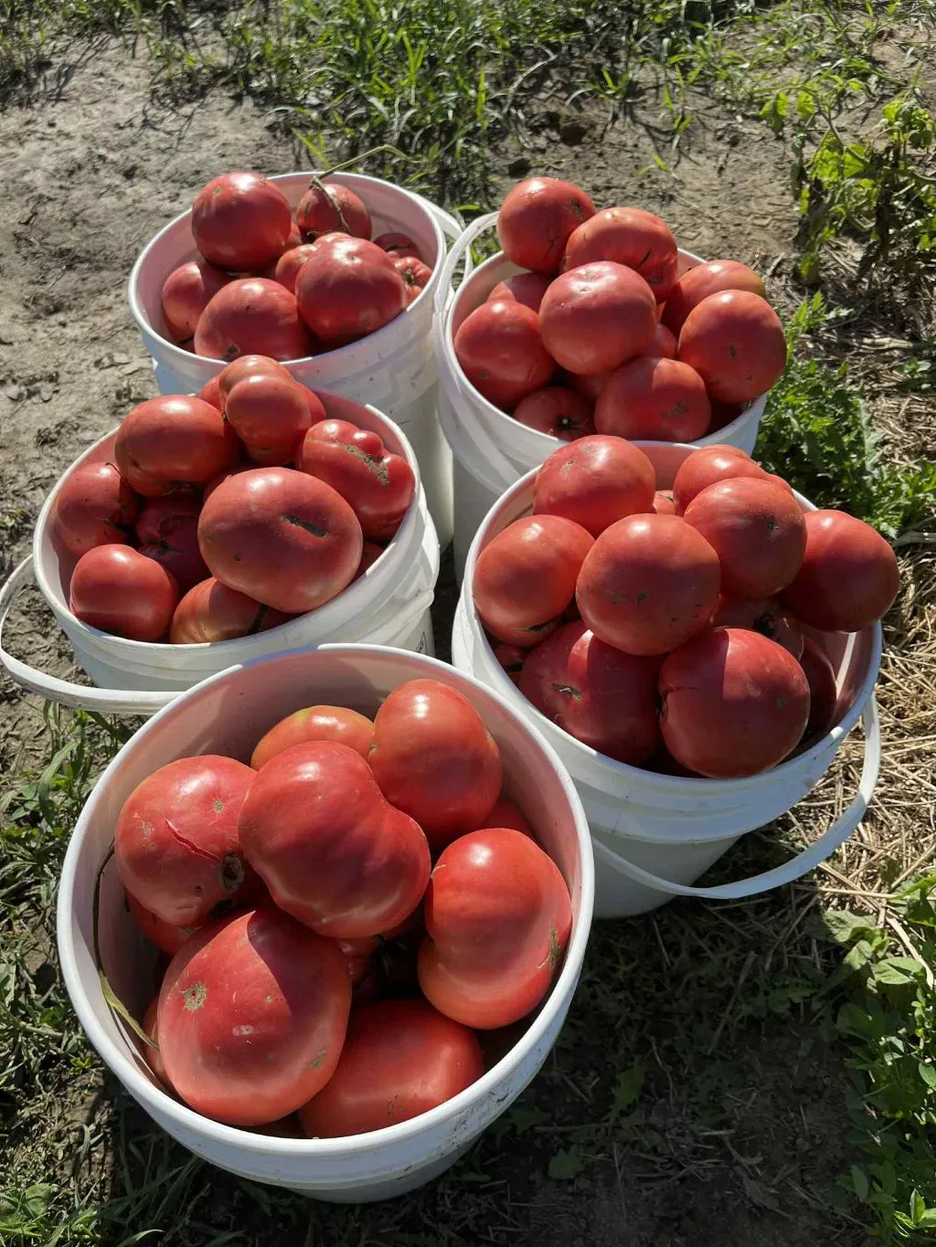 Tomato Seeds, Brandywine (Sudduth's Strain)