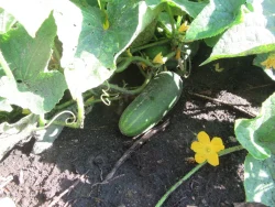 Ashley cucumber on the vine