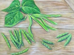 Jade bush green bean illustration