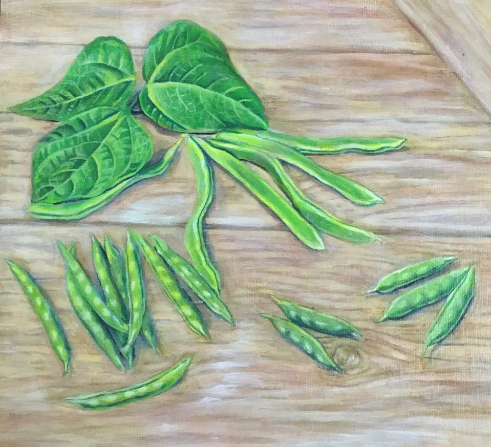 Jade bush green bean illustration