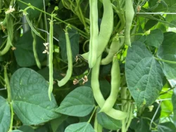 Mevlana Brown green beans on the plants