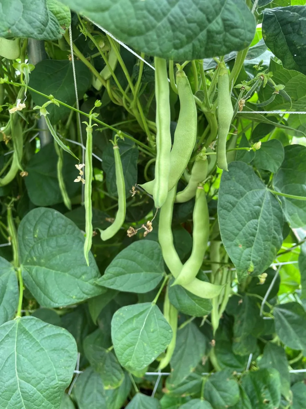 Mevlana Brown green beans on the plants