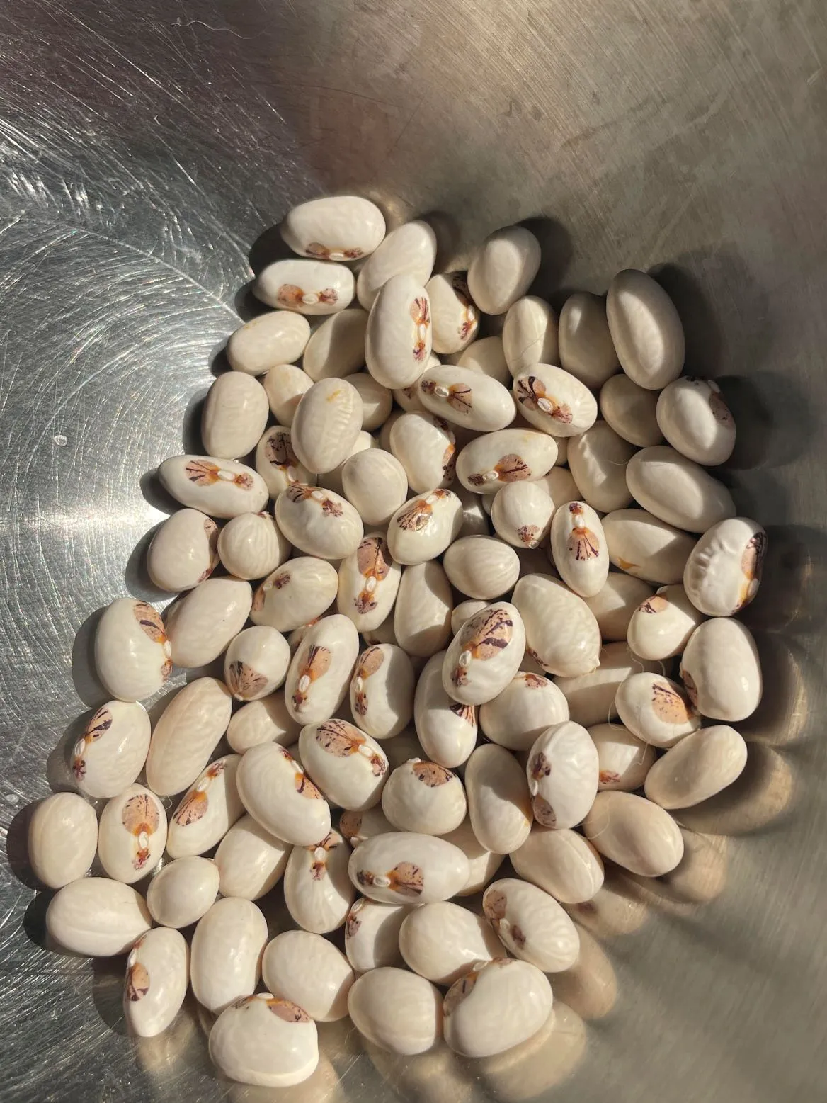 Green Bean Seeds, Mevlana Brown - Image 2