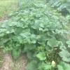 Ampul Dolma Squash 1