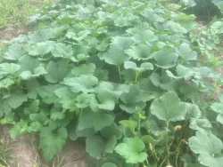 Summer Squash Seeds, Ampul Dolma