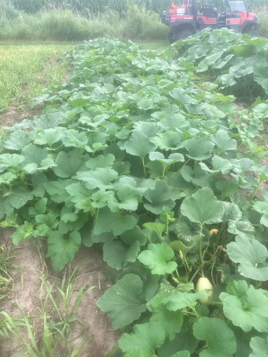 Summer Squash Seeds, Ampul Dolma