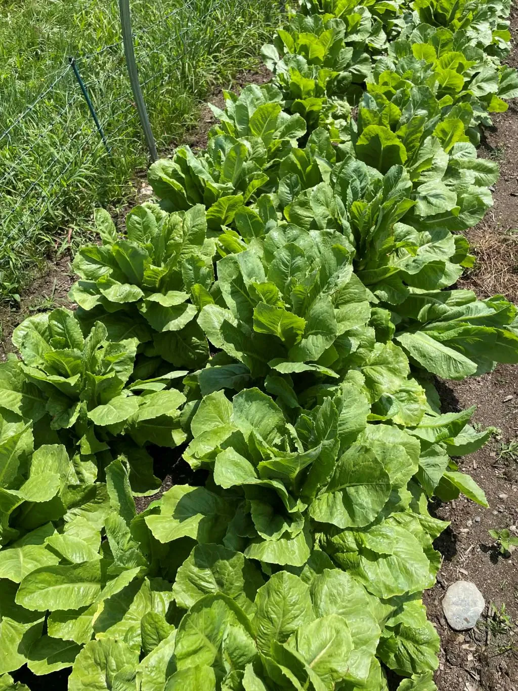 Balady Aswan celtuce in the field