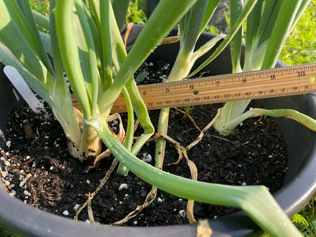 Green onions in a pot