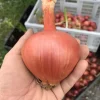 Burgaz purple bulb onion in farmer's hand
