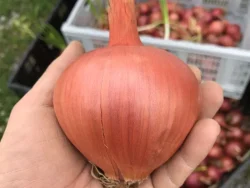 Burgaz purple bulb onion in farmer's hand