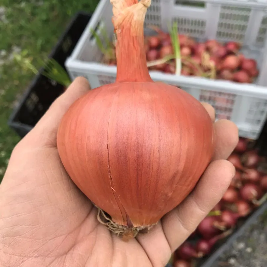 Burgaz purple bulb onion in farmer's hand