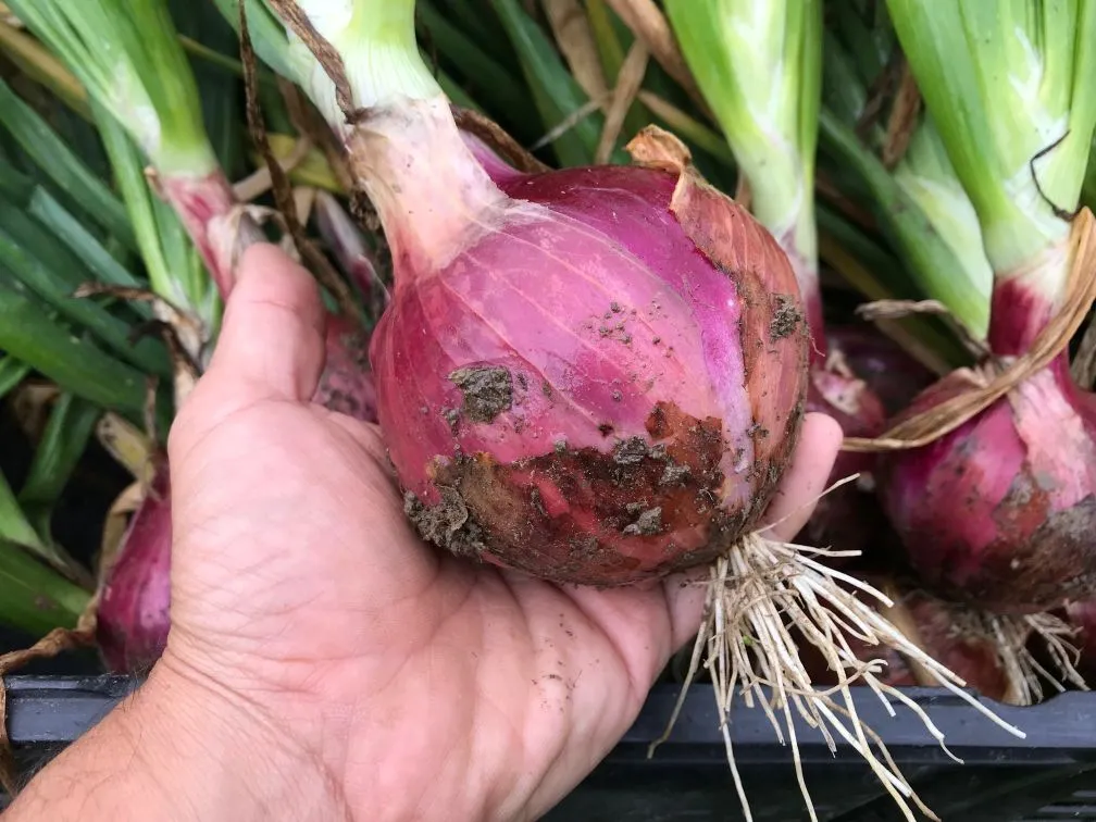 Farmer's hand holding a freshly harvested Burgaz purple bulb onion