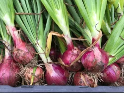 Fresh Burgaz Purple onions with green tops