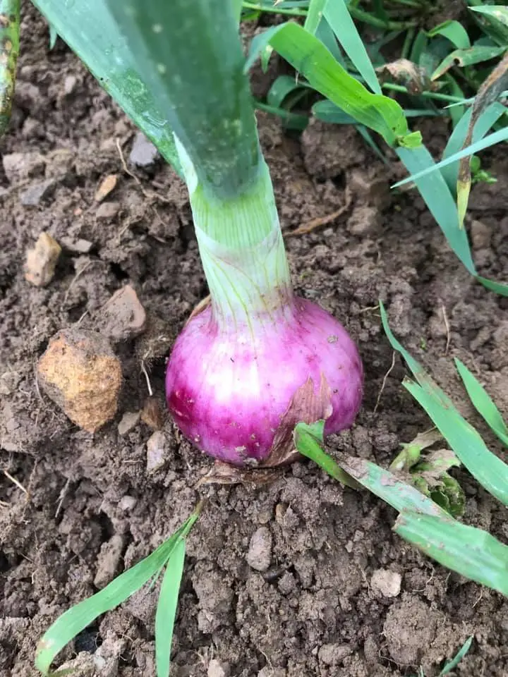 Bulb Onion Seeds, Burgaz Purple - Image 4