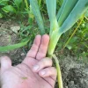 Ordu Beyaz Bilek green onion in ground
